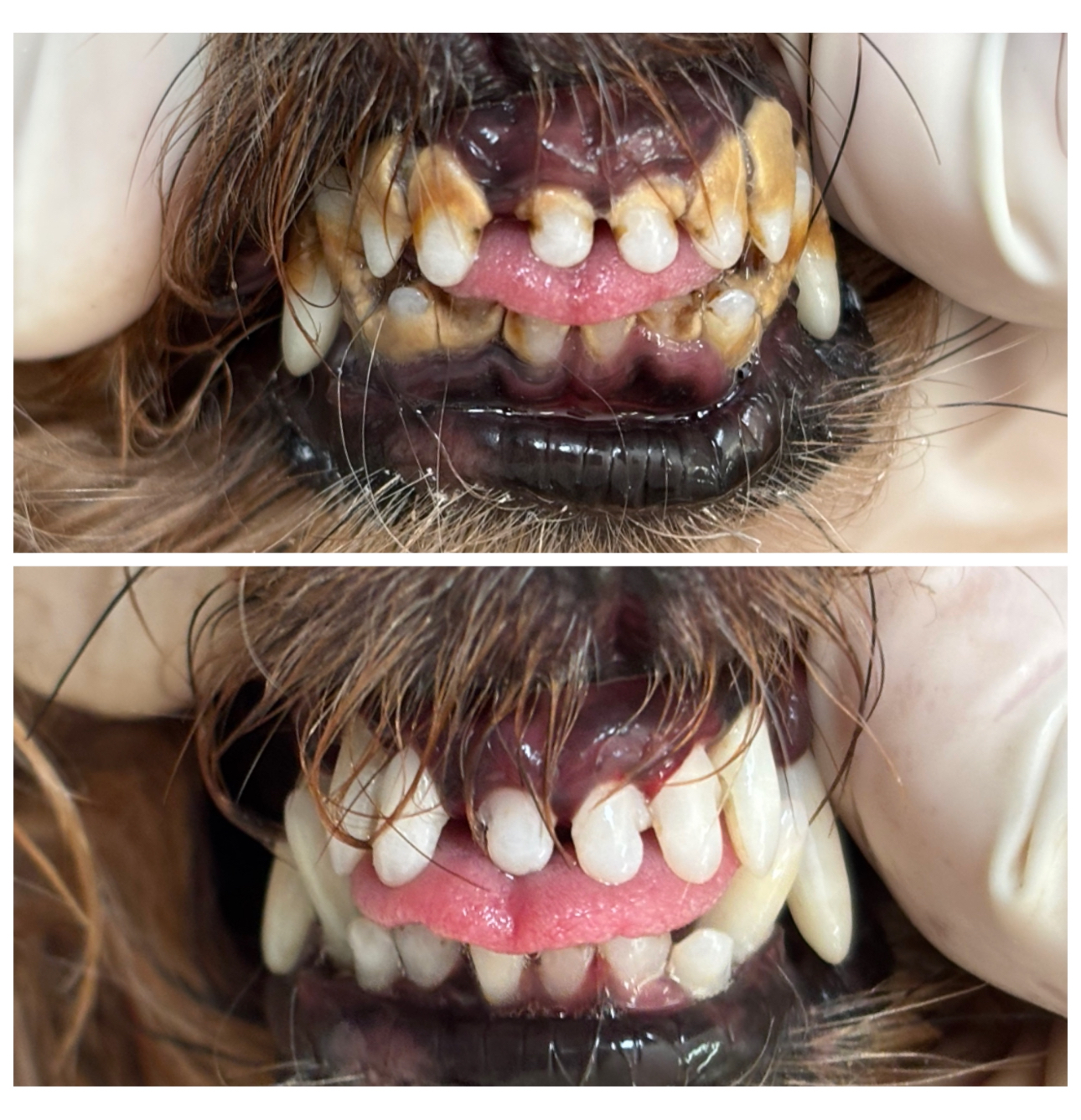 Before and after pet teeth cleaning transformation