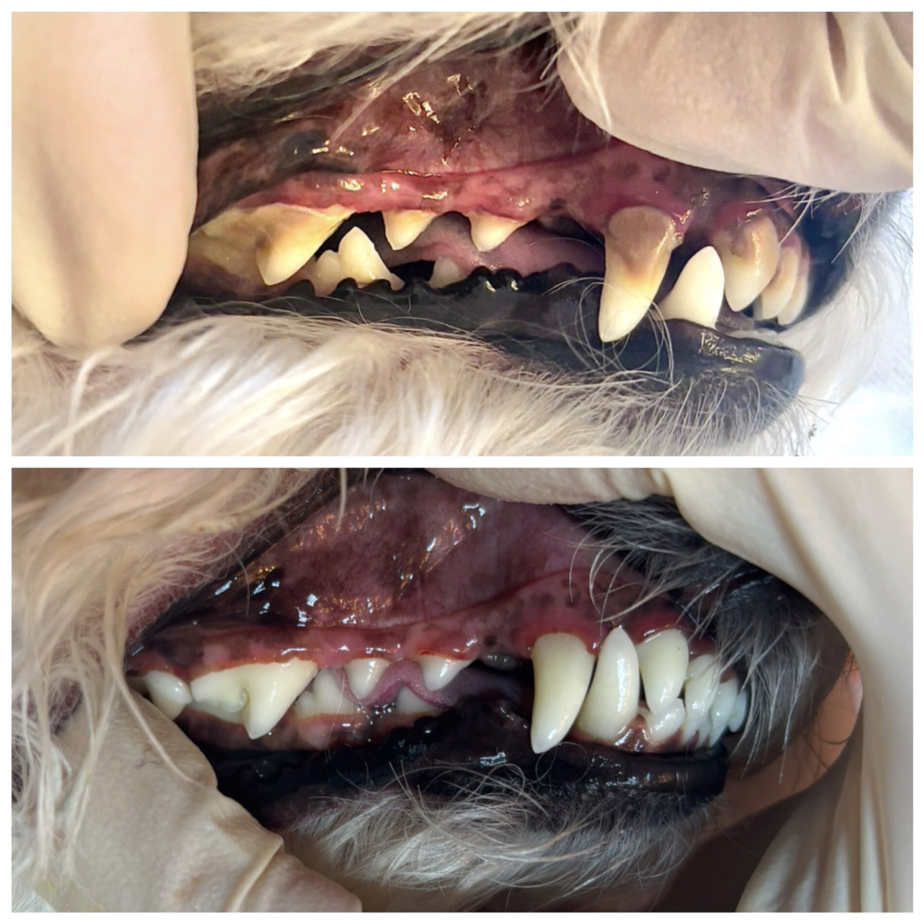 Gentle pet teeth cleaning transformation