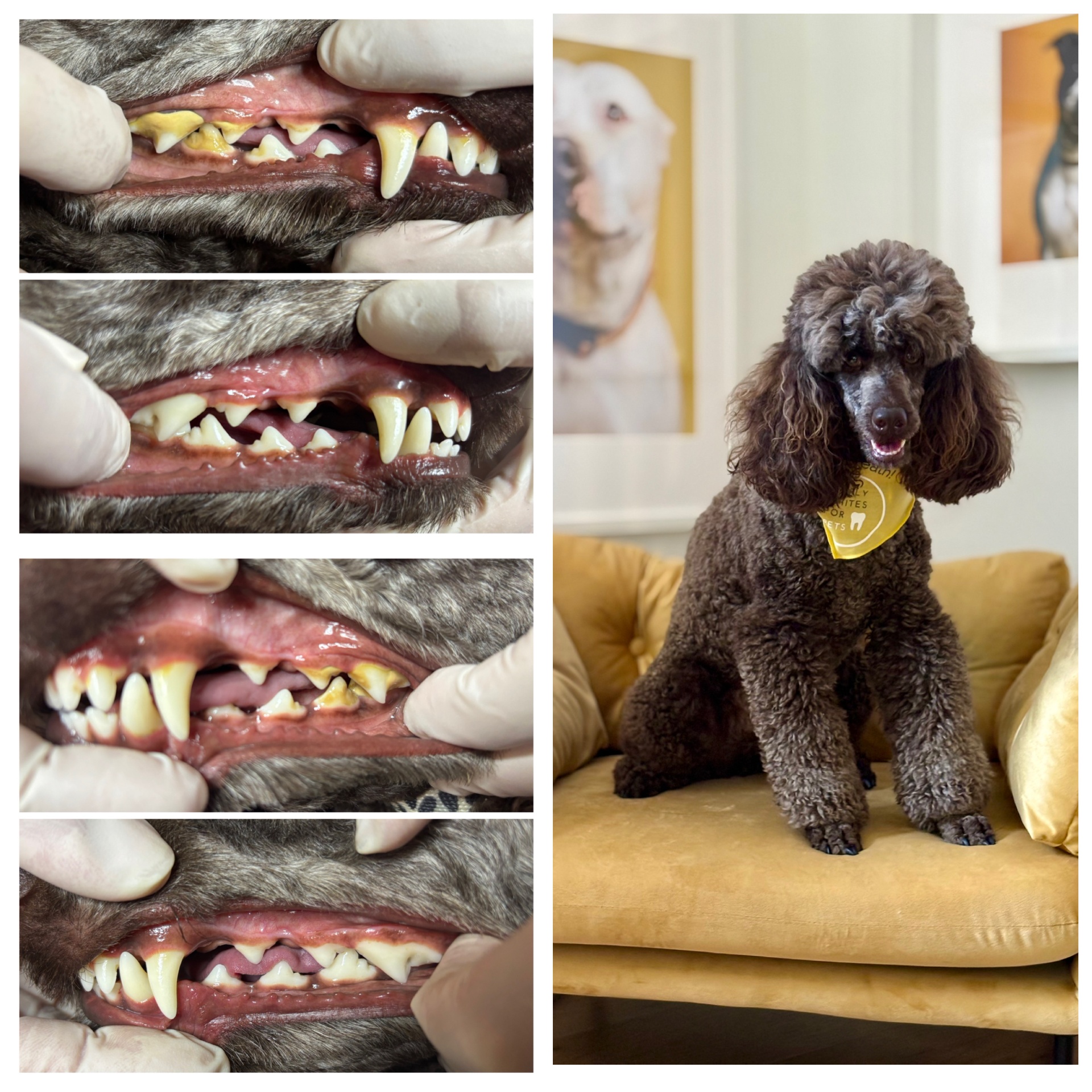 Professional pet dental cleaning result